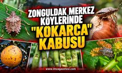 Zonguldak Merkez Köylerinde "Kokarca" Kabusu: "Kıtlık Kaçınılmaz!"