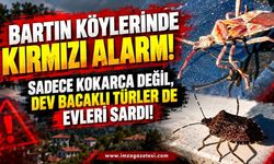 Bartın Köylerinde Kırmızı Alarm! Sadece Kokarca Değil, Dev Bacaklı Türler de Evleri Sardı!