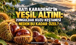 Batı Karadeniz’in Yeşil Altını: Zonguldak Kuzu Kestanesi Neden Bu Kadar Özel?