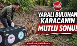 Yaralı Bulunan Karaca Kurtarıldı! Yeniden Doğaya Salındı