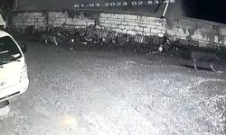 Kastamonu’da kurt sürüsü köyü bastı Güvenlik Kameralarına İşte Böyle Yansıdı