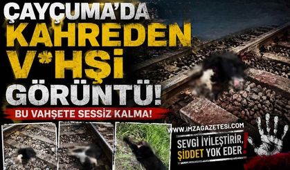Çaycuma'da Kahreden V*hşi Görüntü!