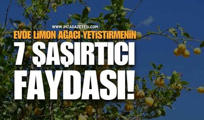 Evde Limon Ağacı Yetiştirmenin 7 Şaşırtıcı Faydası!