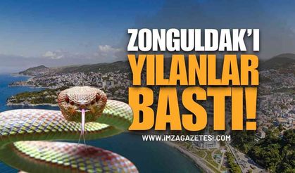 Zonguldak'ta Yılan Sayısındaki Artış Vatandaşları Korkutuyor