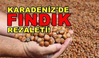 Karadeniz’de Fındık rezaleti!