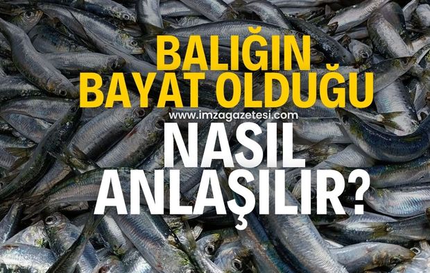 Balığın bayat olup olmadığı nasıl anlaşılır?