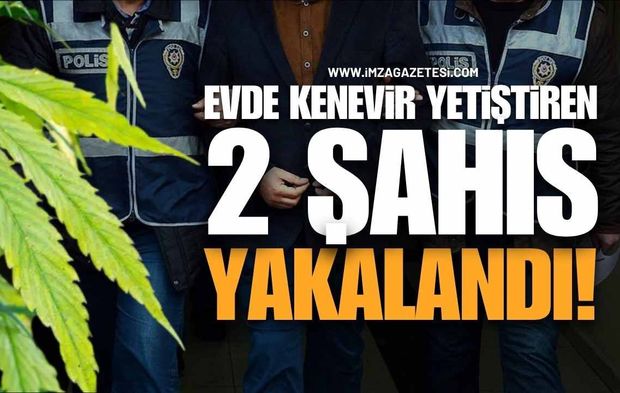 Zonguldak'ta Evinde Keneviri Yetiştiren 2 Şahıs Yakalandı!