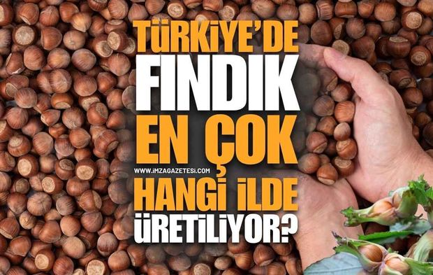 Türkiye'de Fındık En Çok Hangi İlde Üretiliyor?