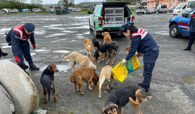 Zonguldak İl Jandarma Komutanlığı'ndan sokak köpeklerine şevkat eli...