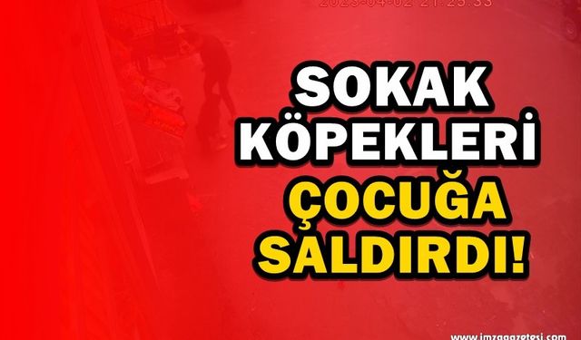 Başıboş Sokak Köpekleri Çocuğa Saldırdı! O Anlar Kameralara Yansıdı...