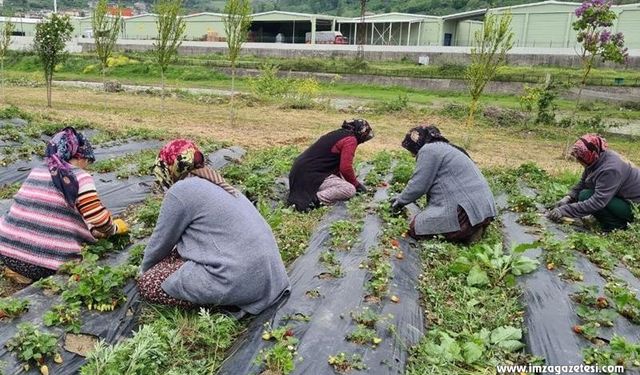 Üreticiler Hasat İçin Gün Sayıyor!