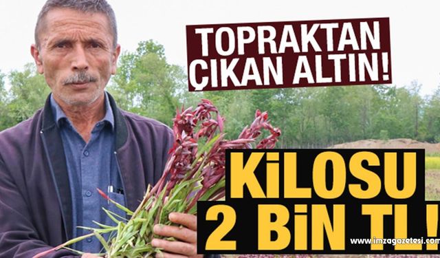 Topraktan çıkan altın! Kilosu 2 bin TL'ye alıcı buluyor...