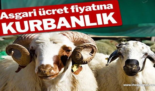 Asgari ücret fiyatına kurbanlık!..