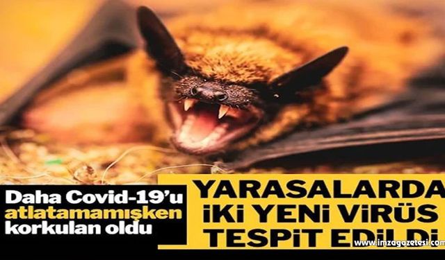 Yeni Covid-19 salgını korkusu: Bilim insanları iki yeni virüs keşfetti!..