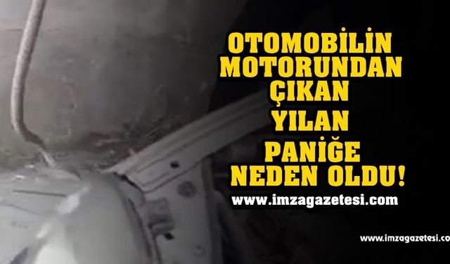 Otomobilin motoruna giren yılan, paniğe neden oldu!