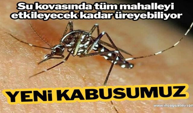 İnsanlığın yeni kâbusu istilacı sivrisinek!..