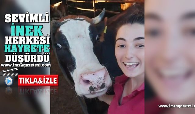 Sevimli İnek Herkesi Hayrete Düşürdü!