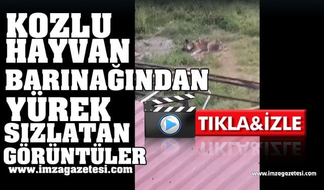 Gönüllüler Kozlu Hayvan Barınağına Alınmadı!