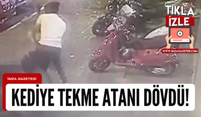 ATM önünde yatan kediye tekme atan şahıs meydan dayağı yedi!