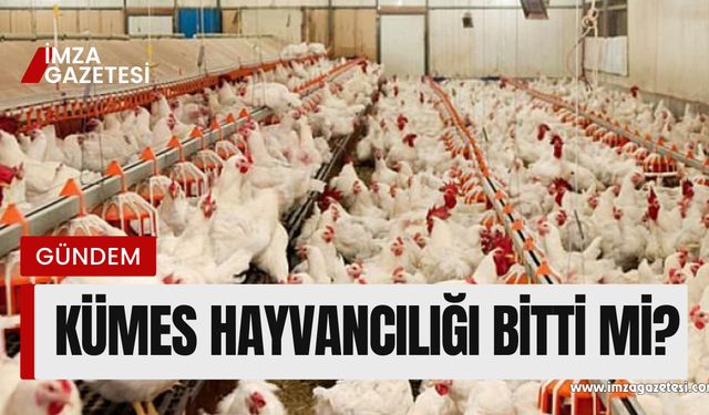 Kümes hayvancılığı bitiyor mu?