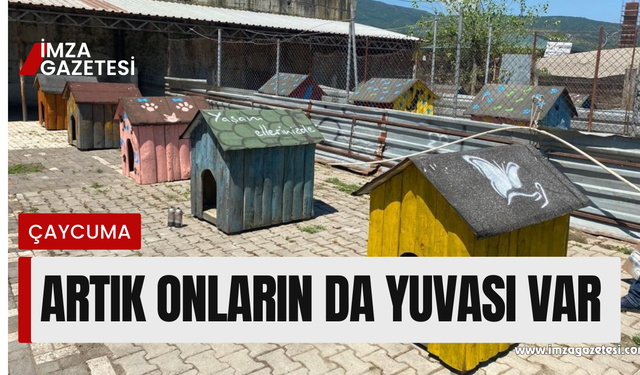 Sokak hayvanları için canla başla çalıştılar