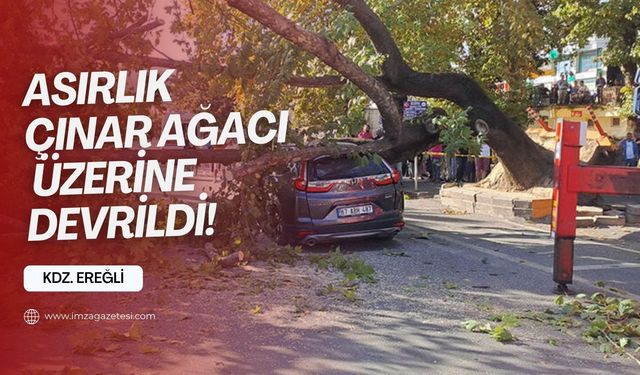 Asırlık çınar ağacı üzerine devrildi! Yaralılar var!