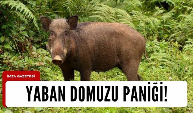 Üreticilerin yaban domuzu paniği!