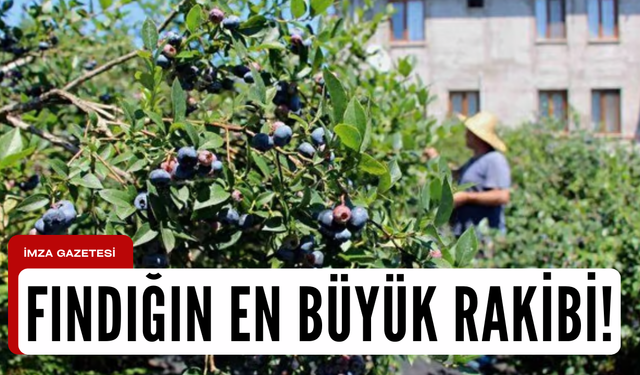 Mavi yemiş, fındığın en büyük rakibi oldu!