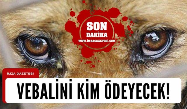 Bülent Kantarcı'dan sokak köpekleri için çarpıcı açıklama...