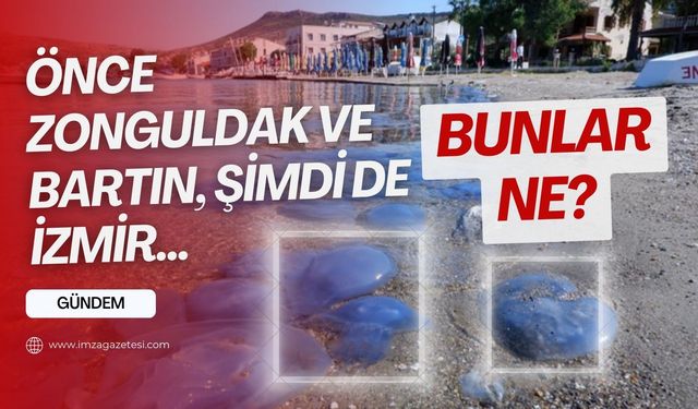 Daha önce Zonguldak ve Bartın'da görülen istila bu sefer İzmir'de!