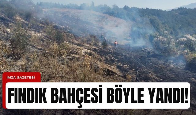Zonguldak'ın Alaplı ilçesinde fındık bahçesi yandı!