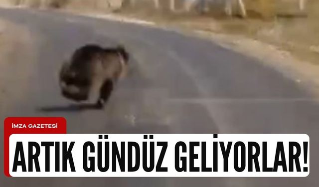 Aç kalan ayılar bu kez geceyi beklemedi!