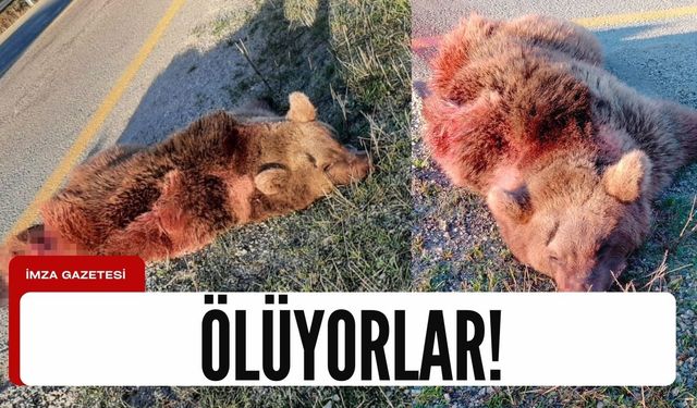 Aç kaldığı için merkeze inen ayılar ölüyor!