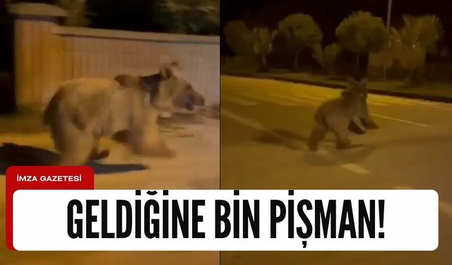 Ayıyı şehir merkezine indiğine pişman ettiler!