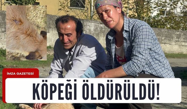 Köpeği öldürülen vatandaştan tepki!