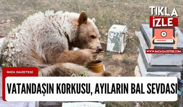 Ayıların bal sevdası vatandaşa korku salıyor! Karabük, Kastamonu, Bartın ve Zonguldak'ta korku büyüyor!