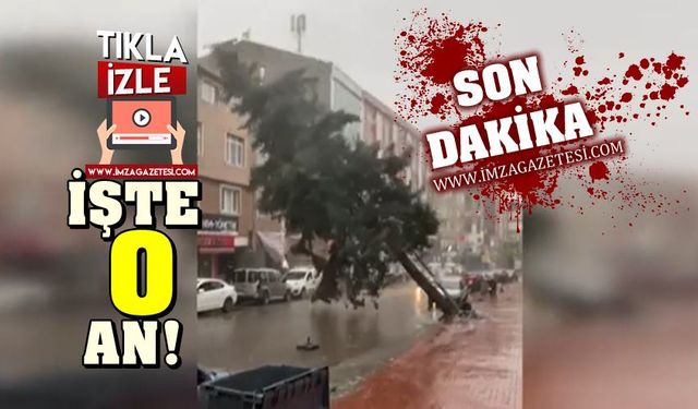 Fırtınaya dayanamayan ağacın devrilme anı kamerada...