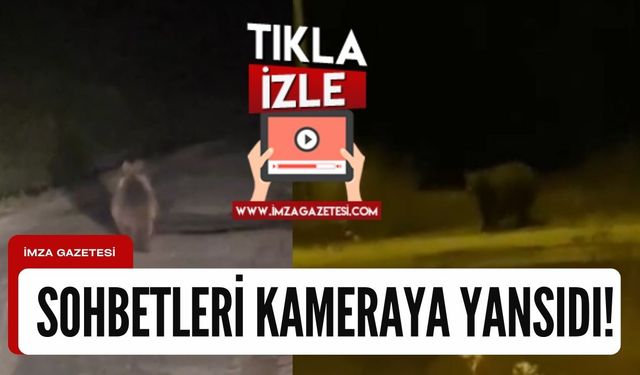 İki aç ayının sohbeti kameralara yansıdı!