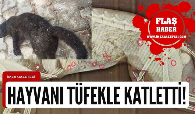 Komşusunun kedisini tüfekle vurarak katletti!