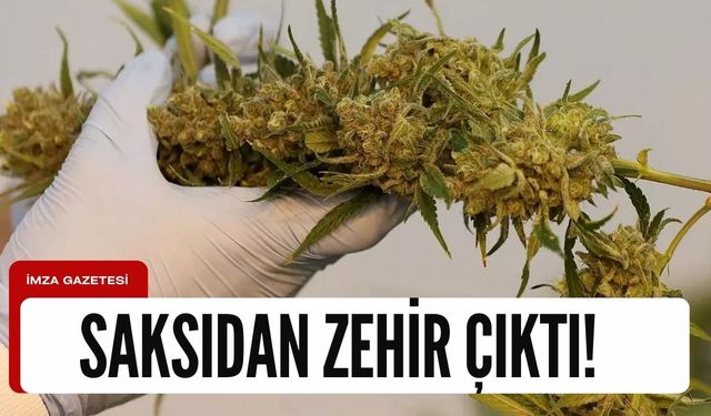 Saksıdan çok sayıda yasaklı bitki çıktı!