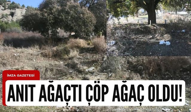 "Anıt ağaç" mı çöp ağaç mı?