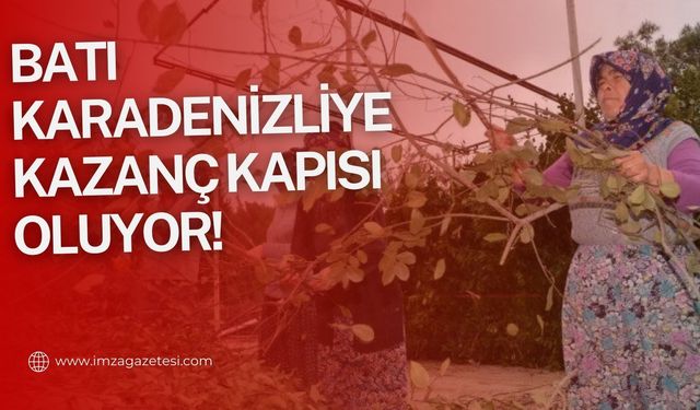 Batı Karadeniz bölgesinde Zonguldak, Kastamonu, Bartın, Düzce ve Kocaeli'de üretiliyor!