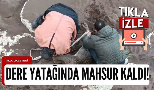 Dere yatağında mahsur kaldı!