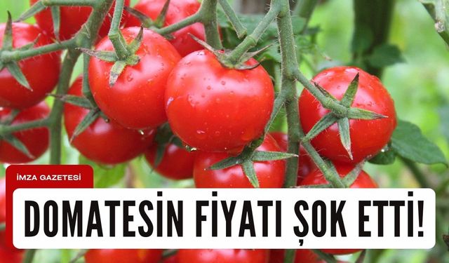 Domatesin fiyatı şok etti!