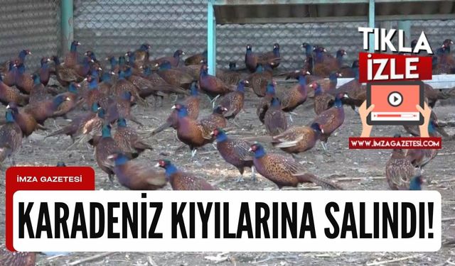 Türkiye sülünü Karadeniz kıyılarına salındı