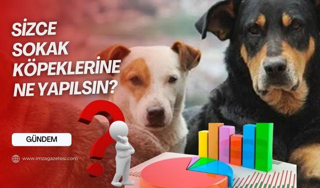 Sizce sokak köpeklerine ne yapılsın?