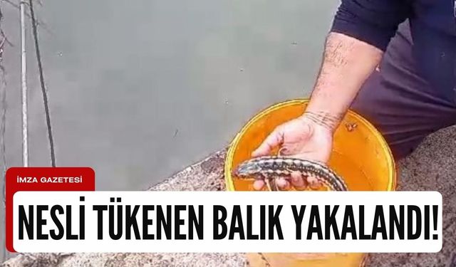 Karadeniz'de nesli tehlike altındaki mersin balıkları ağlara takıldı