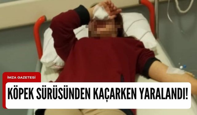 Kastamonu'da köpek sürüsünden kaçarken yaralandı!