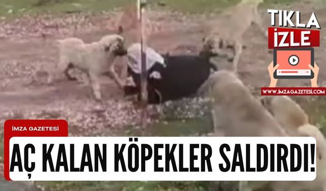 Yaşlı kadın başıboş sokak köpeklerinin saldırısına uğradı!