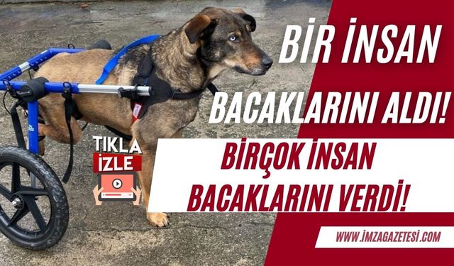 Araba çarpması sonucu felç geçiren köpeğe hayvan severlerden yardım eli...